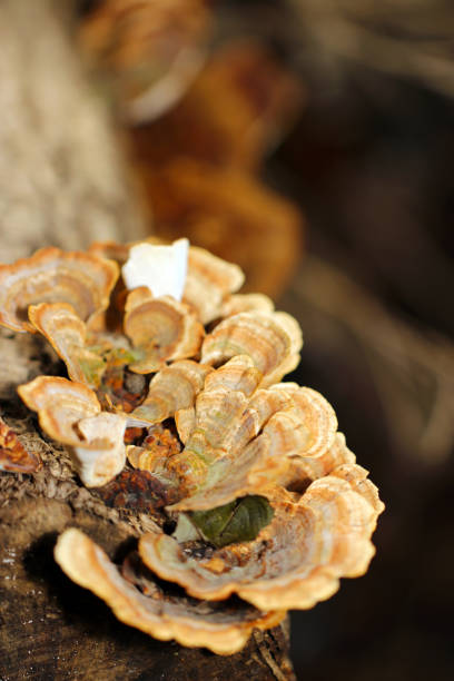 Trametes versicolor (Kawaratake, Polyporus versicolor), growing on thes tree bark.