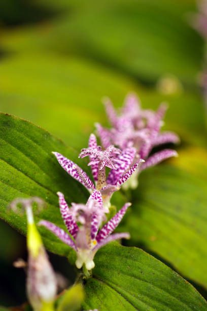 istock white and purple spotted exotic 