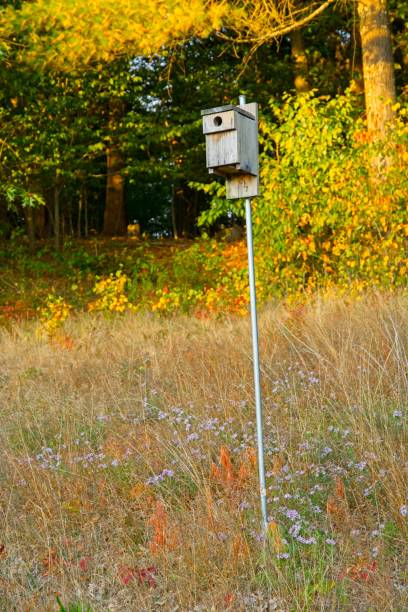 la pajarera se encuentra en flores silvestres flamen antes de los bosques de color otoñal con luz de ángulo bajo - fleld fotografías e imágenes de stock