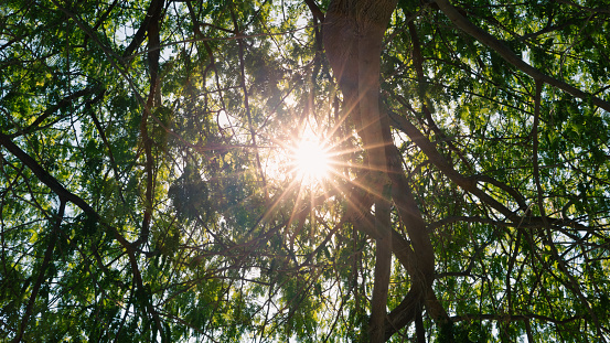 Sun rays coming through tree branch