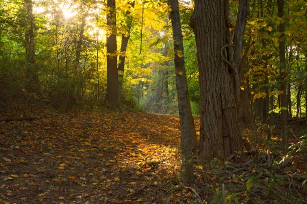 istock Sunbeam lit path through woodlands in autumn color 1434592675