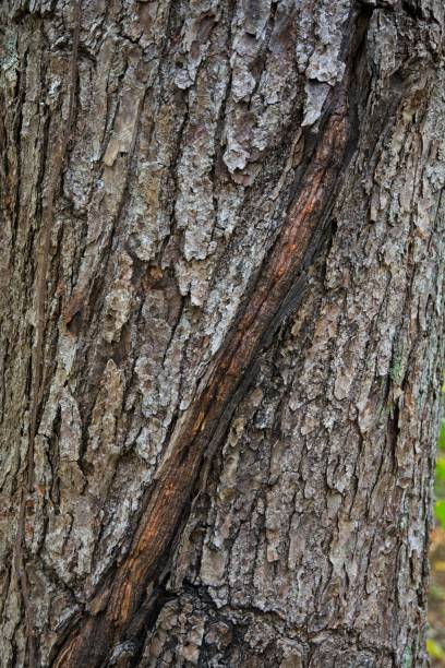 istock Pine tree trunk scar with wrapped remains of old twining vine stem 1434592722