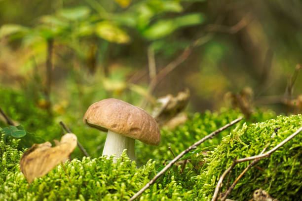 istock Cep or Boletus Mushroom growing in a forest 1434594396