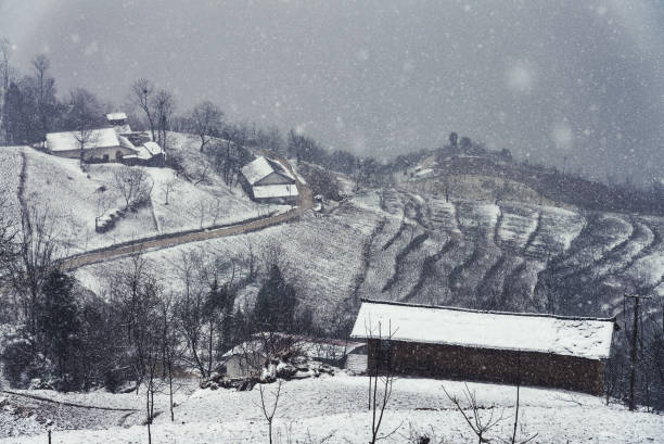 Winter Vineyard Covered in Snow with Bare Vines and Gray Sky.