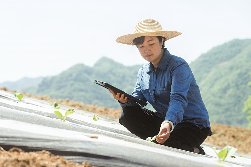 Farmer using digital tablet and monitoring in her farm, Smart Farming