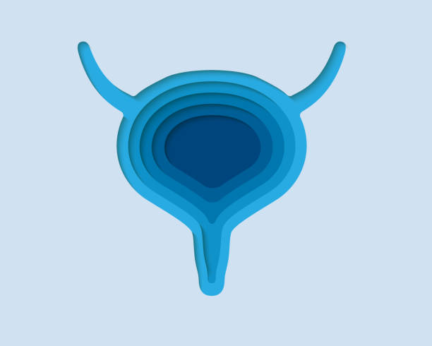 Bladder 3d symbol in paper cut style. Reproductive system, human transplantation design. Organ anatomy cut out of paper banner. Bladder 3d symbol in paper cut style. Reproductive system, human transplantation design. Organ anatomy craft illustration. Cut out of paper banner. origami hand stock illustrations
