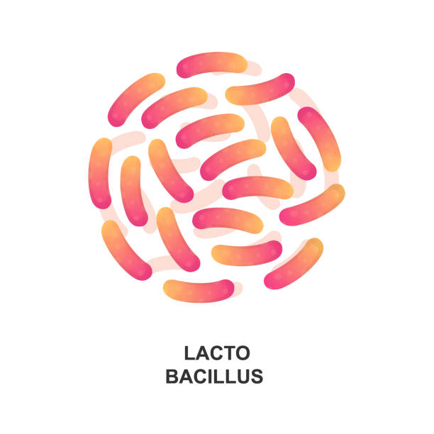 illustrations, cliparts, dessins animés et icônes de lactobacillus. bactéries probiotiques. bonnes bactéries et micro-organismes pour la santé humaine. illustration vectorielle - lactobacillus