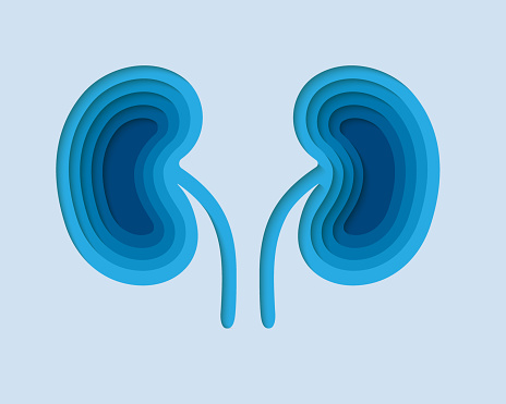 Kidneys 3d symbol in paper cut style. Urinary, human transplantation design. Internal organ craft illustration. Cut out of paper banner.