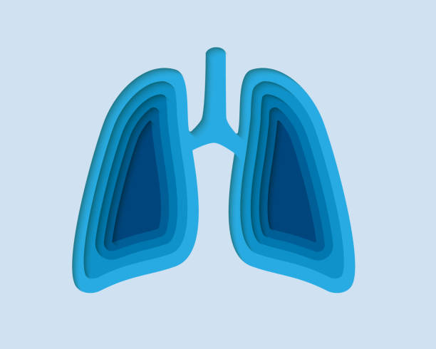 illustrations, cliparts, dessins animés et icônes de symbole 3d des poumons dans le style papier découpé. système respiratoire, conception de transplantation humaine. anatomie des organes découpée dans une bannière en papier. - poumon humain