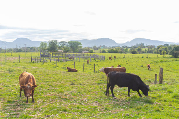 istock Farm animals in livestock field 1434604847