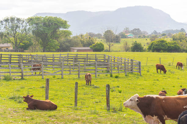 istock Farm animals in livestock field 1434604852
