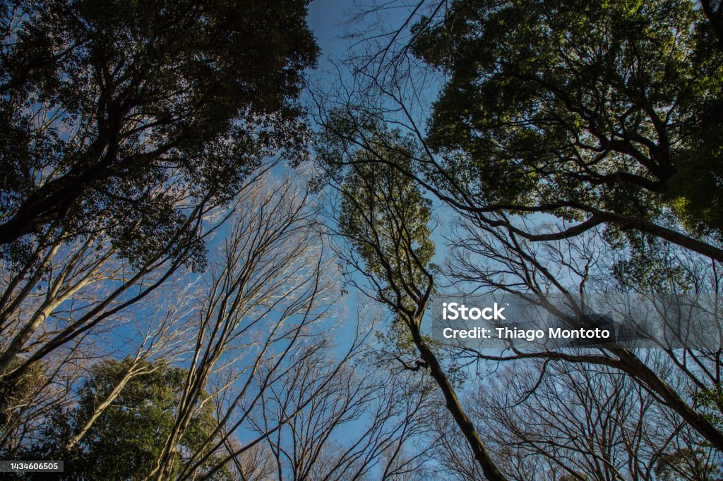 Tree Photo Composition Tree Composition From A Low Angle View Stock Photo - Download Image Now ...