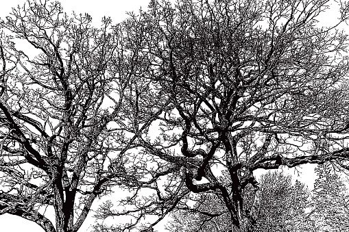 Oak Tree Branches and Sky