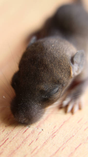 istock a cute little rat baby 1434613733