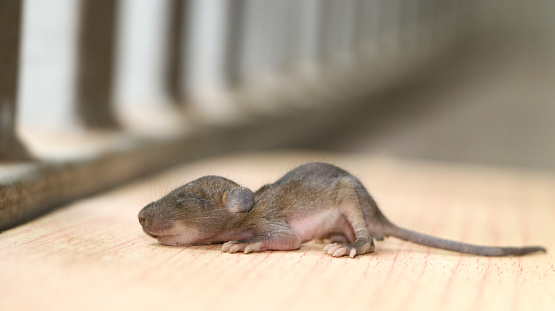 a cute little newborn rat baby laying sleeping isolated on a wooden table