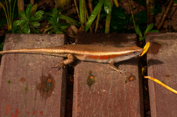 Eutropis multifasciata, commonly known as the East Indian brown mabuya, many-lined sun skink, many-striped skink, common sun skink or (ambiguously) as golden skink, is a species of skink. Posing on a wooden bridge. Phuket, Thailand eutropis multifasciata, comúnmente conocida como mabuya marrón de las indias orientales, eslizón solar de muchas líneas, eslizón de muchas rayas, eslizón solar común o (ambiguamente) como eslizón dorado, es una especie de eslizón. posando en un pu