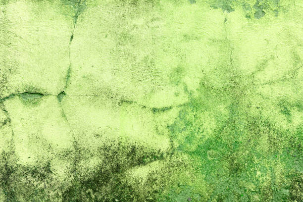 istock The texture of the old cracked pink plaster. 1434615614