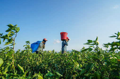 Izmir, Turkey - August 12, 2022: Seasonal workers working in the farm and harvesting red peppers near Izmir, Turkiye