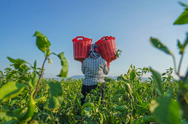 trabajadores estacionales que trabajan en la granja y cosechan pimientos rojos cerca de izmir, turkiye - trabajador emigrante fotografías e imágenes de stock