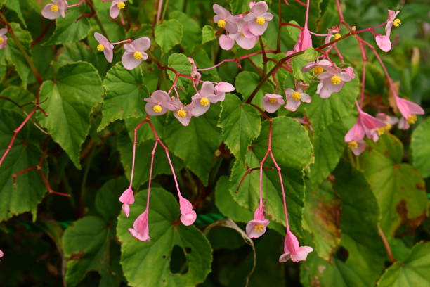 Hardy begonia ( Begonia grandis ) flowers. Hardy begonia ( Begonia grandis ) flowers. Begoniaceae perennial bulbous plants. Pink flowers bloom from August to October. begoniaceae stock pictures, royalty-free photos & images