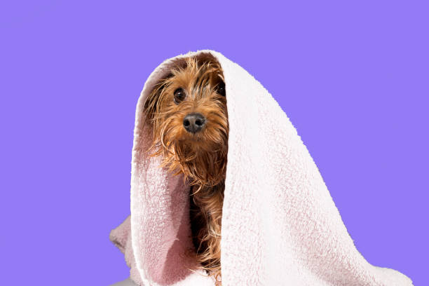 Portrait of a pet yorkshire terrier in the process of bridling and washing with foam stock photo