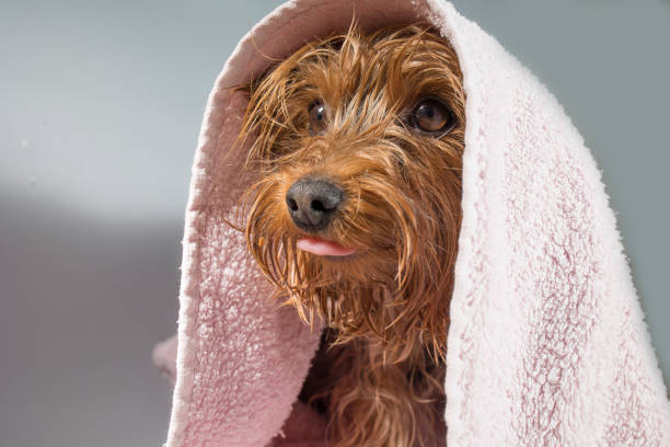 Portrait of a pet yorkshire terrier in the process of bridling and washing with foam stock photo