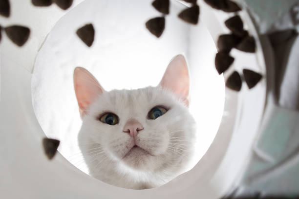 istock Funny white domestic cat eats dry food from a bowl, an unusual angle from below 1434618688