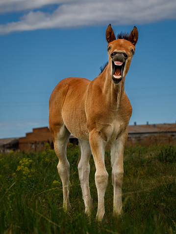 Comical image of funny portrait of brown red horse foal yawning and showing its teeth in front of green grass and blue sky