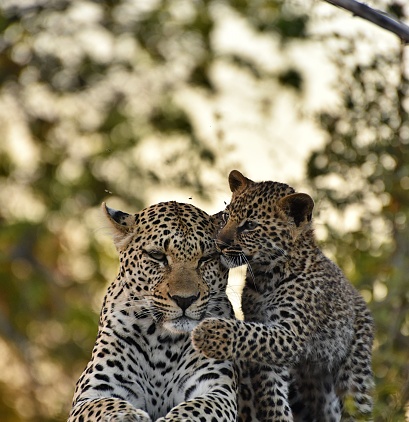 Leopard with the cub