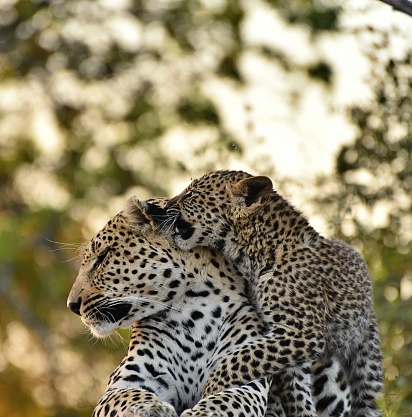 Leopard and cub