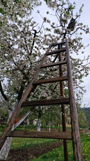 istock Vertical wooden ladder against a Cherry blossom tree with delicate flowers in spring 1434621850