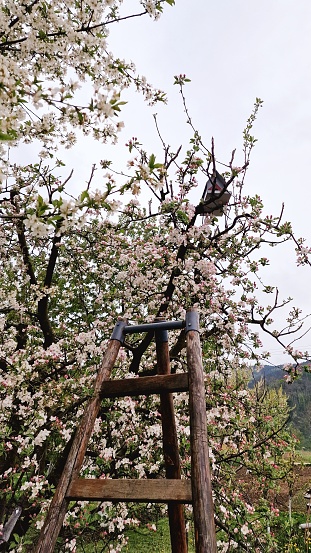 A vertical wooden ladder against a Cherry blossom tree with delicate flowers in spring