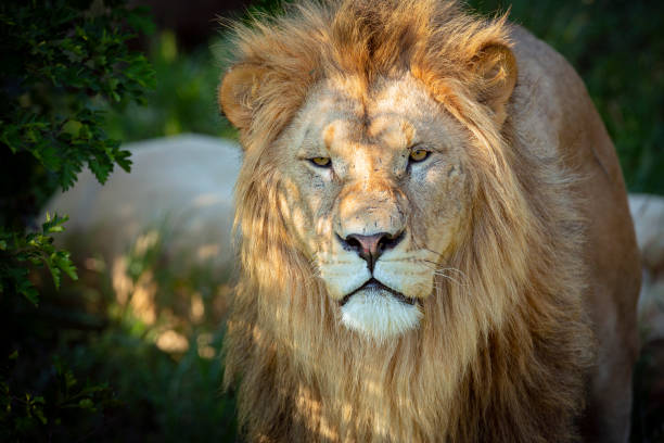 istock Lion portrait with mane closeup 1434621938