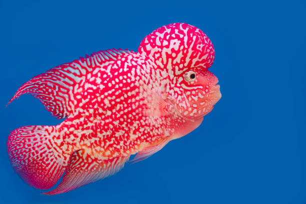 istock Color fish on the blue background, wallpaper 1434622038