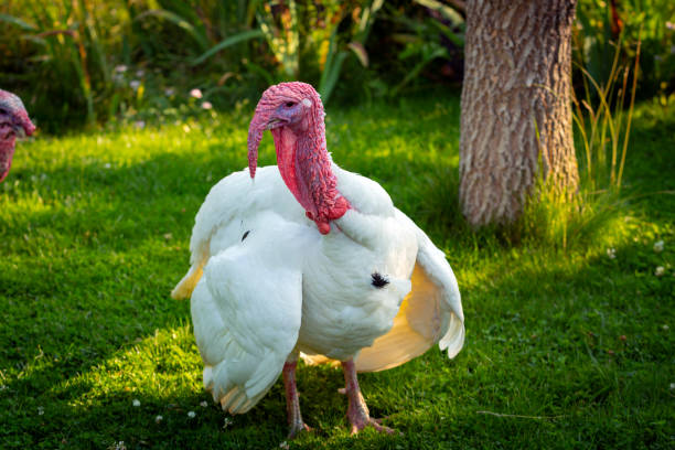 istock Domestic turkey close-up on a green meadow 1434622445