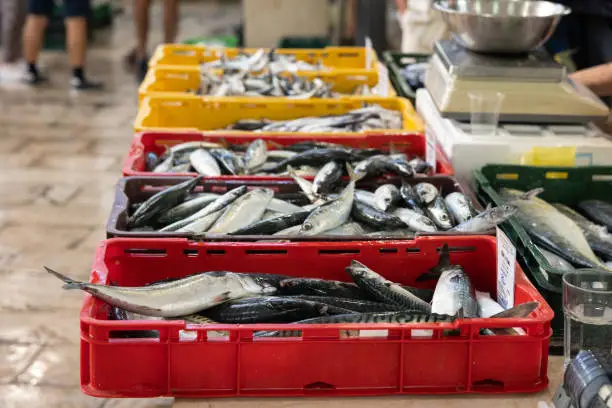 Photo of Fresh sea fish on the counter of the fish market.