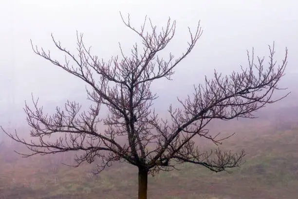 Baretree in the fog, high angle view, freezing misty morning in winter time. Lugo city, Galicia, Spain.
