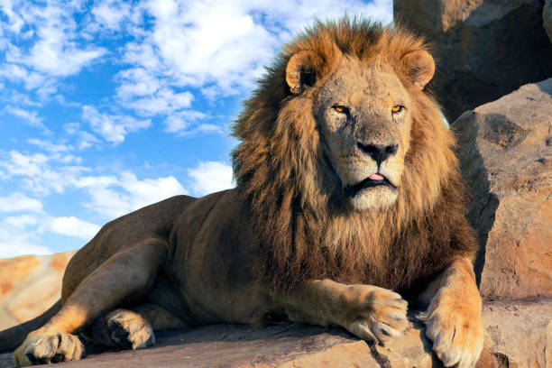 istock Lion portrait with mane closeup 1434625250