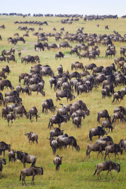 istock Blue Wildebeest crossing the Mara River during the annual migration in Kenya 1434625277