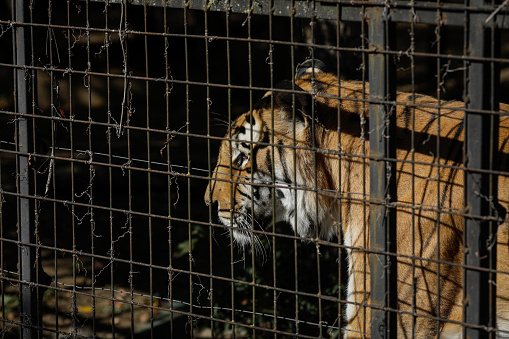 Caged Indian tiger in an eastern European zoo. Caged wildlife. Animal abuse.