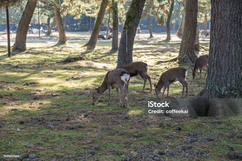 Wild Deer in Nara Park popular travel location in Kansai region of Japan. Adulation Stock Photo