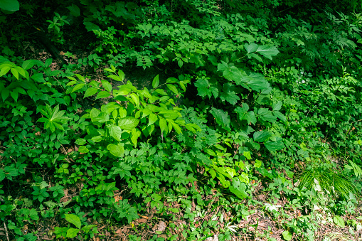 Plants among the forest, weeds