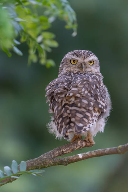 istock Cute Burrowing owl (Athene cunicularia) sitting on a branch. 1434631022