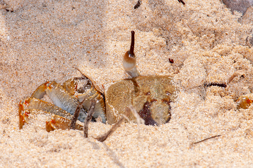 Ocypode ceratophthalmus in the sand on the ocean. Phuket, Thailand