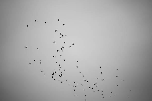 istock Flock silhouettes on the gray background 1434634216