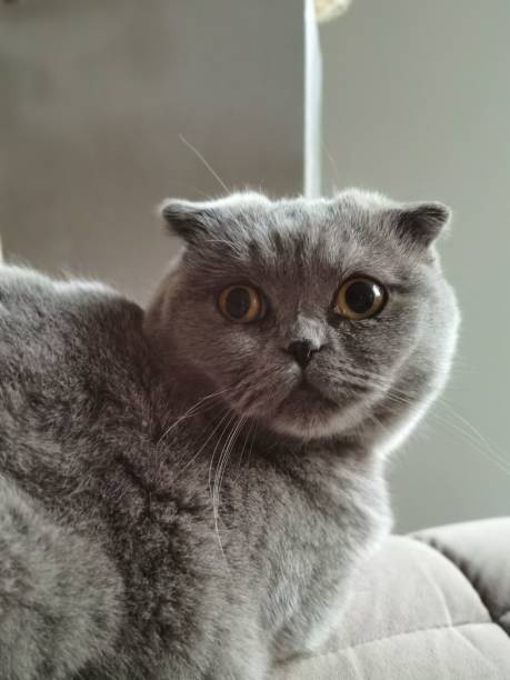istock Vertical front closeup of a gray, fluffy Scottish Fold looking side surprised, blurred background 1434634287