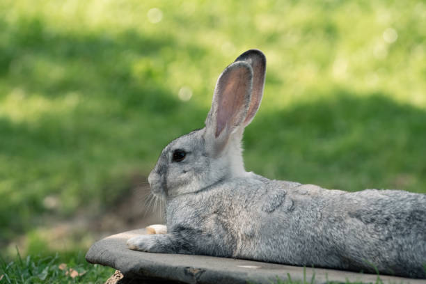 istock Cute gray rabbit in the field 1434635368
