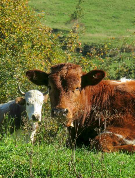 istock Countryside in Romania 1434636430