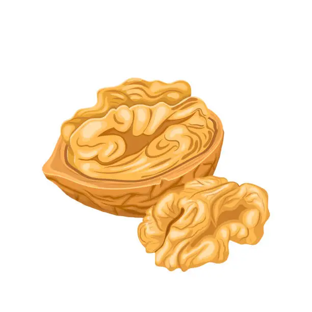 Vector illustration of walnut kernel cartoon vector illustration