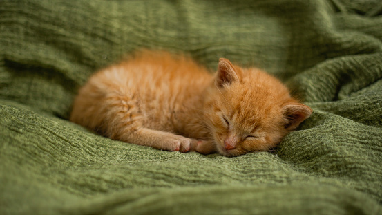 Red kitten sleep on green blanket.